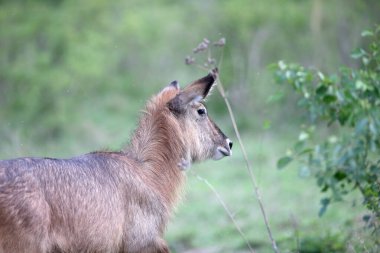 Ulusal Rezervasyon 'da çimlerin üzerinde Waterbuck. Kenya, Afrika