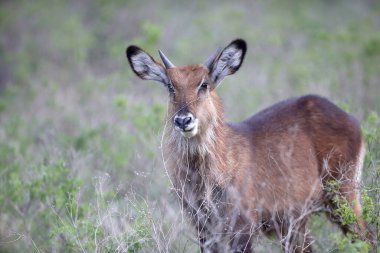 Ulusal Rezervasyon 'da çimlerin üzerinde Waterbuck. Kenya, Afrika
