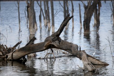 Nakuru Gölü, Kenya 'da yansımalı manzara.
