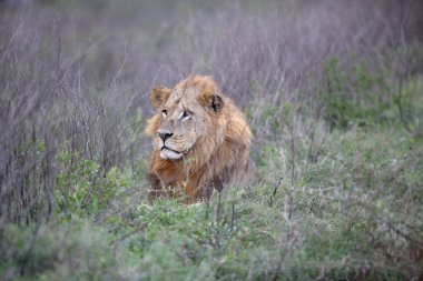 Vahşi Aslan Kral Kedi Kenya 'da Safari Portresinde.