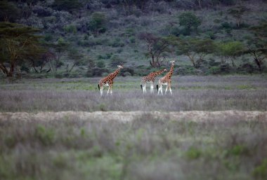 Afrika, Kenya Ulusal Parkı 'nda grup zürafası