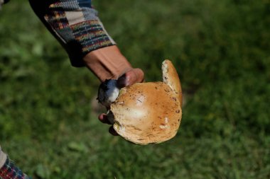 Ormanda mantar arayışı. Mantar toplayıcısı. Sepette beyaz mantar.