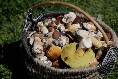 Ormanda mantar arayışı. Mantar toplayıcısı. Sepette beyaz mantar.