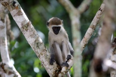 Kenya, Afrika 'daki Ulusal Park' ta yakın vervet maymunu