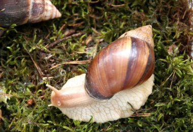 Evde tutulan bir Afrika salyangozu.