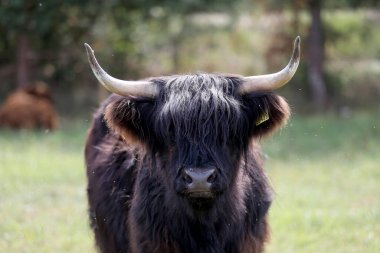 Litvanya çiftliğindeki yüksek dağ ineğindeki bir inek.