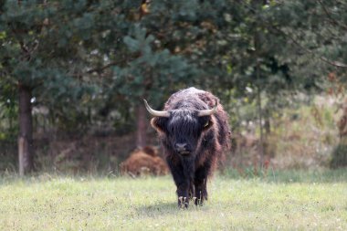 Litvanya çiftliğindeki yüksek dağ ineğindeki bir inek.