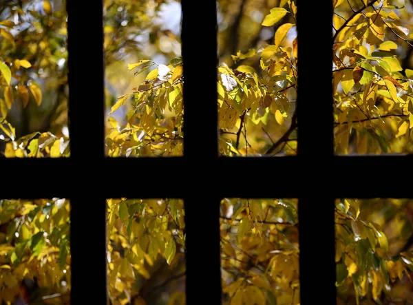 Ventana Con Celosía Una Vista Otoño Través Ella —  Fotos de Stock