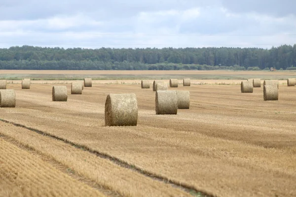 Pacas Paja Campo Agrícola — Foto de Stock