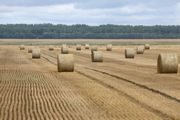 Balle Paglia Campo Agricolo — Foto Stock