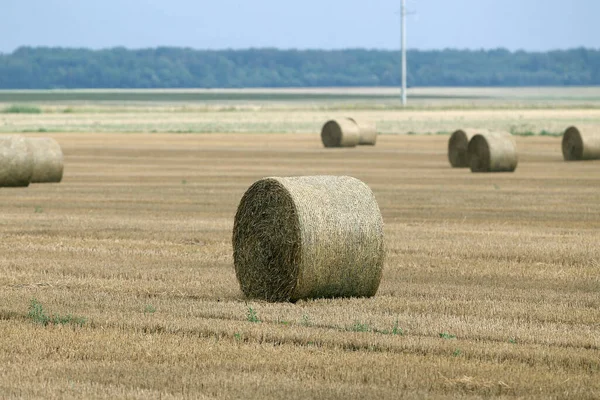 Sláma Balí Farmě — Stock fotografie