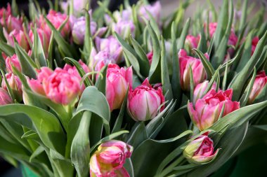 Kışın açık havada çekilen bir sürü taze lale..