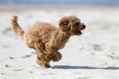 Küçük kaniş deniz kenarında oynuyor.