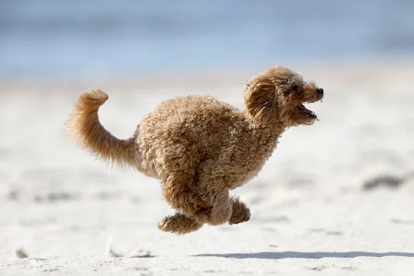 Little Poodle Plays Sea — Stock Photo, Image