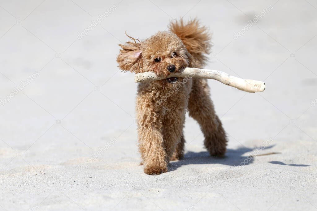 The little poodle plays by the sea