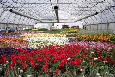 Çiçekler, bitkiler, jel çiçekleri, Kedainiai bölgesi, Josvainia