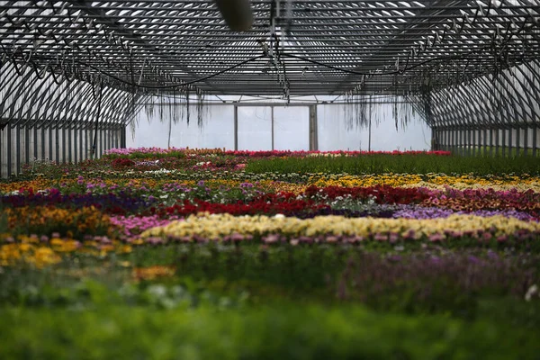 Gewächshausinnenausstattung Für Den Anbau Von Gartenblumen Und Pflanzen Gelblumen Kedainiai — Stockfoto