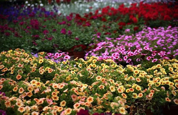 庭の花や植物の成長のための温室のインテリア ゲルの花 Kedainiai地区 Josvainia — ストック写真