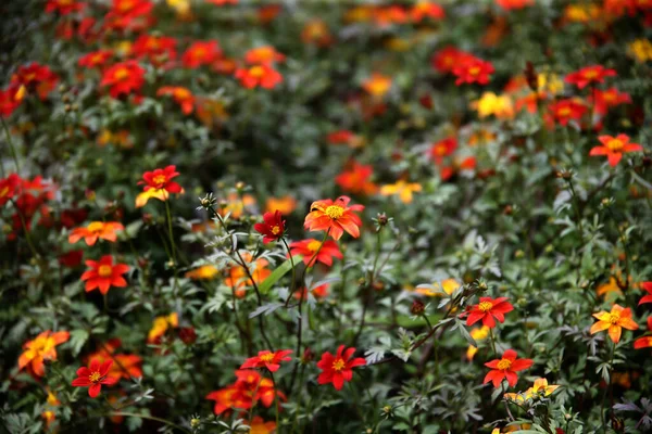 Gewächshausinnenausstattung Für Den Anbau Von Gartenblumen Und Pflanzen Gelblumen Kedainiai — Stockfoto