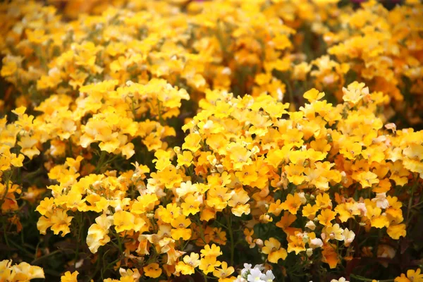 Greenhouse Interior Growing Garden Flowers Plants Gel Flowers Kedainiai District — Stock Photo, Image