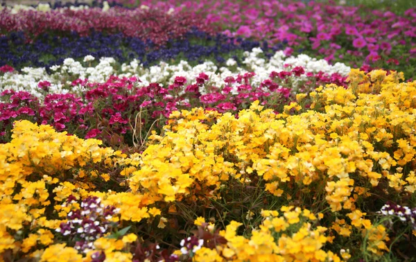 Greenhouse Interior Growing Garden Flowers Plants Gel Flowers Kedainiai District — Stock Photo, Image