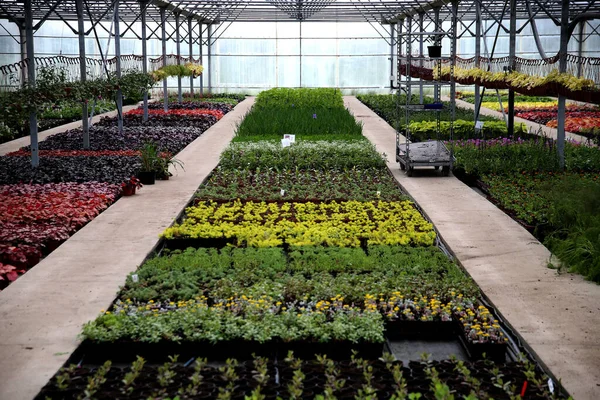 Greenhouse interior for growing garden flowers and plants, gel flowers, Kedainiai district, Josvainia