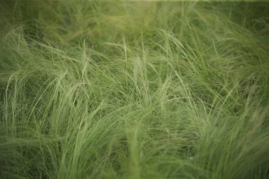 Çiçekler, bitkiler, jel çiçekleri, Kedainiai bölgesi, Josvainia