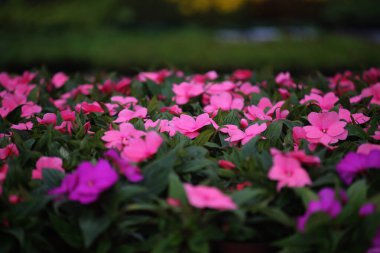 Çiçekler, bitkiler, jel çiçekleri, Kedainiai bölgesi, Josvainia