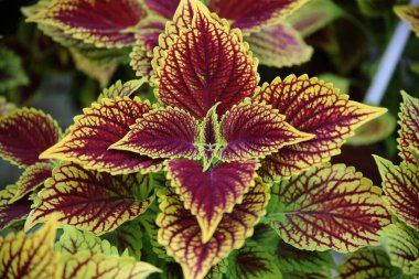 Çiçekler, bitkiler, jel çiçekleri, Kedainiai bölgesi, Josvainia