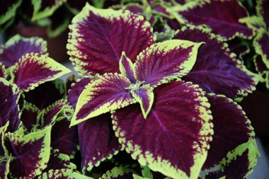 Çiçekler, bitkiler, jel çiçekleri, Kedainiai bölgesi, Josvainia