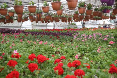 Çiçekler, bitkiler, jel çiçekleri, Kedainiai bölgesi, Josvainia