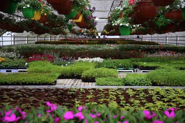 Gewächshausinnenausstattung Für Den Anbau Von Gartenblumen Und Pflanzen Gelblumen Kedainiai — Stockfoto