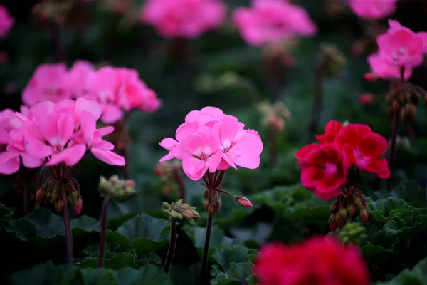Interior Invernadero Para Cultivar Flores Plantas Jardín Flores Gel Distrito —  Fotos de Stock