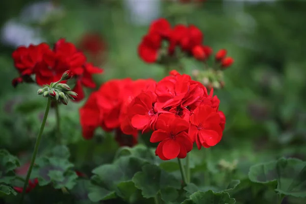 Interior Invernadero Para Cultivar Flores Plantas Jardín Flores Gel Distrito —  Fotos de Stock