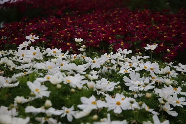 Interior Estufa Para Cultivo Flores Plantas Jardim Flores Gel Distrito — Fotografia de Stock