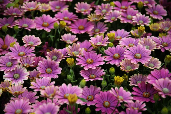 Greenhouse Interior Growing Garden Flowers Plants Gel Flowers Kedainiai District — Stock Photo, Image