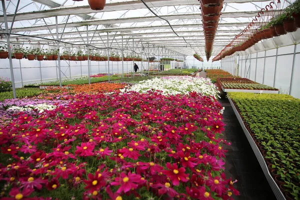 Gewächshausinnenausstattung Für Den Anbau Von Gartenblumen Und Pflanzen Gelblumen Kedainiai — Stockfoto