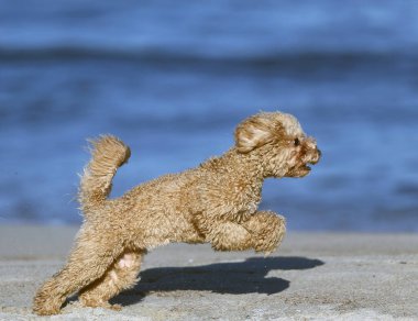Küçük kaniş kendi kendine oynuyor.