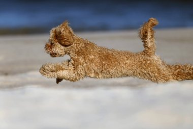 Küçük kaniş kendi kendine oynuyor.