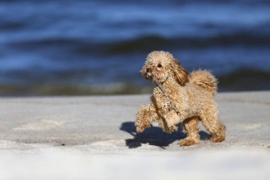 Küçük kaniş kendi kendine oynuyor.