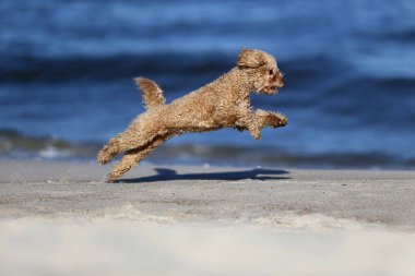 Küçük kaniş kendi kendine oynuyor.