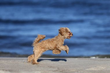 Küçük kaniş kendi kendine oynuyor.