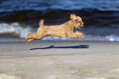 Küçük kaniş kendi kendine oynuyor.