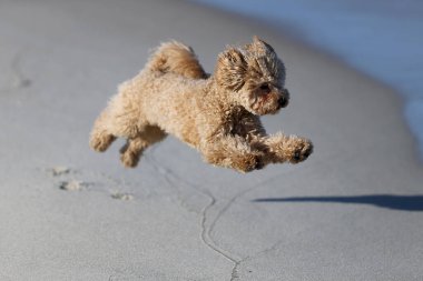 Küçük kaniş kendi kendine oynuyor.
