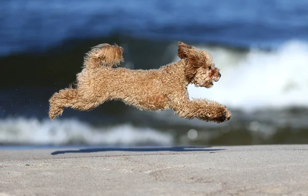 Küçük kaniş kendi kendine oynuyor.