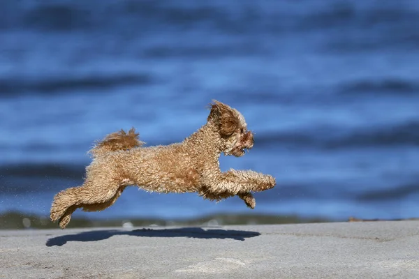 Little Poodle Plays — Stock Photo, Image