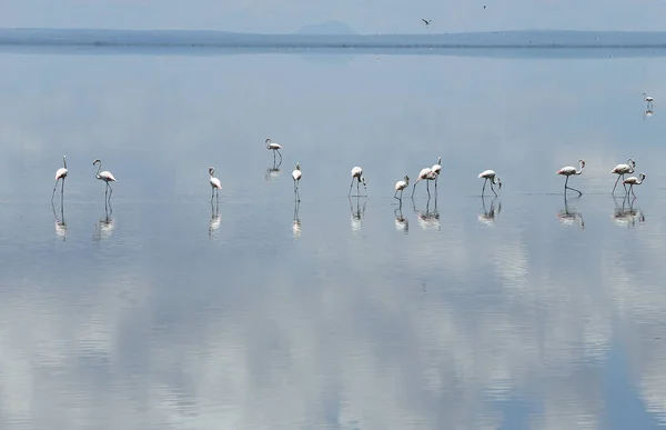 Group Flamingo Birds Reflections Salt Lake Manyara National Par — Stock Photo, Image