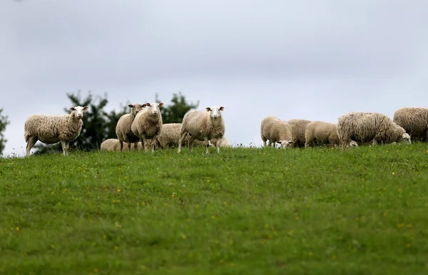 Countryside Flock Sheep Row Passing — Stock Photo, Image