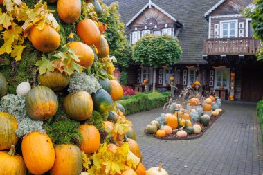 Colorful autumn decorations with pumpkins, flowers and seasonal plants in a cozy countryside garden. Natural fall composition symbolizing harvest, warmth and festive mood.