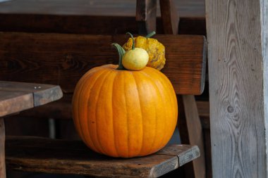Colorful autumn decorations with pumpkins, flowers and seasonal plants in a cozy countryside garden. Natural fall composition symbolizing harvest, warmth and festive mood.